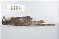 鳳頭蒼鷹藏品圖，第12張